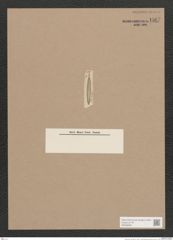 Navicula sp. (de-Toni-Nr.: Genus 1) Zeichnungen Sammlung Grunow Nr. 1567 (NHMW-BOT-W0368094)